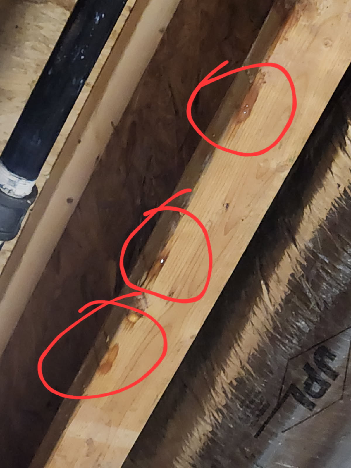 Found a fixed aother copper pinhole leak in basement today , recommend customer for whole house water filter / softener 