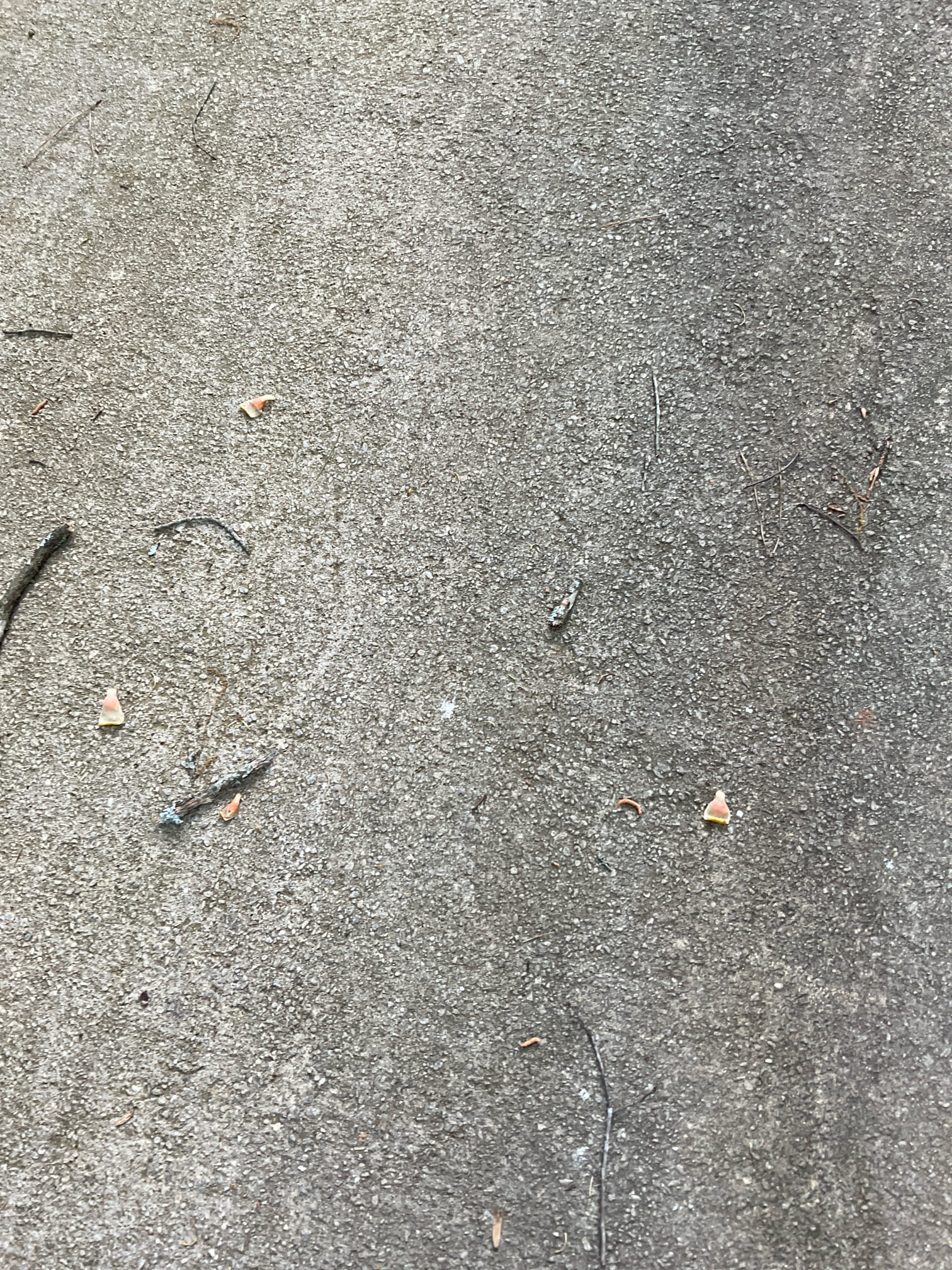 Sewer main line back up , snake with different type machine could not clear because heavy roots problem , located the problem under the driveway, come back Tuesday for repair 