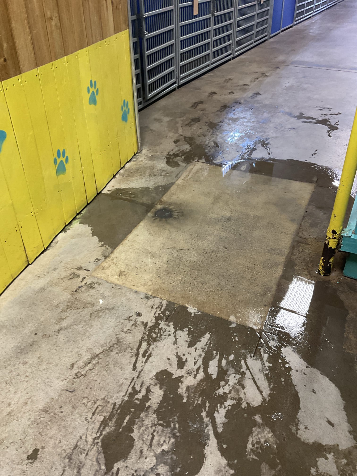 Main drain backing up in the back for dog wash and floor drain area , snaked the line with chain snake , cleared blockage but water comes up now in the driveway gravel area , customer told us it was something done by previous plumber incorrectly, will call us back again after customer get gravel remove and expose the pipe 