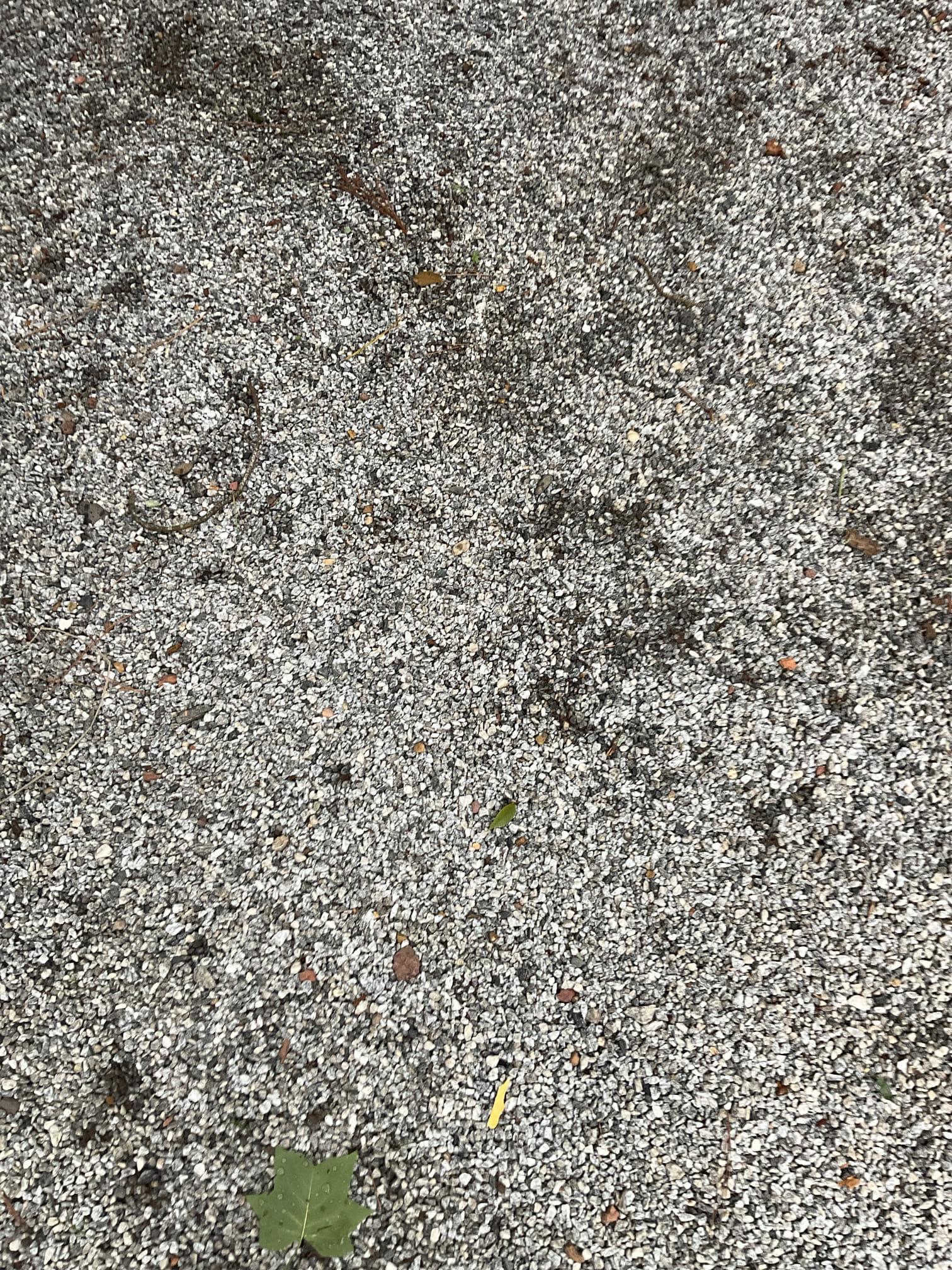 Quoted water line repair today ,customer said irrigation company did new water line last December, and will call them back fix it as warranty call . 