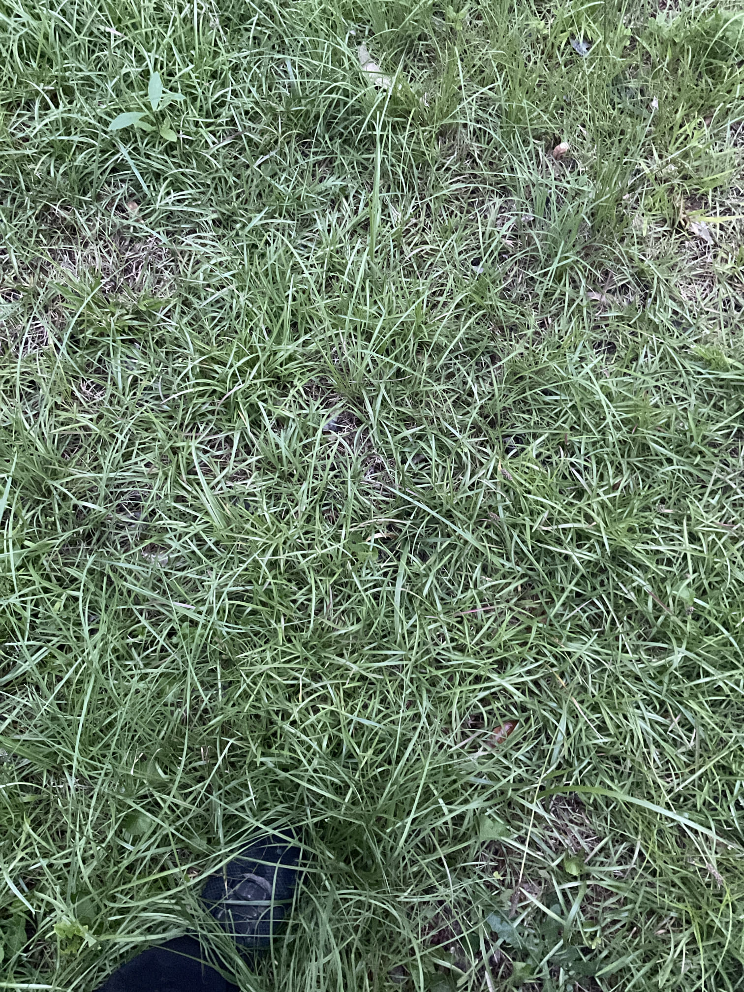 Quoted a water line replacement job today 
