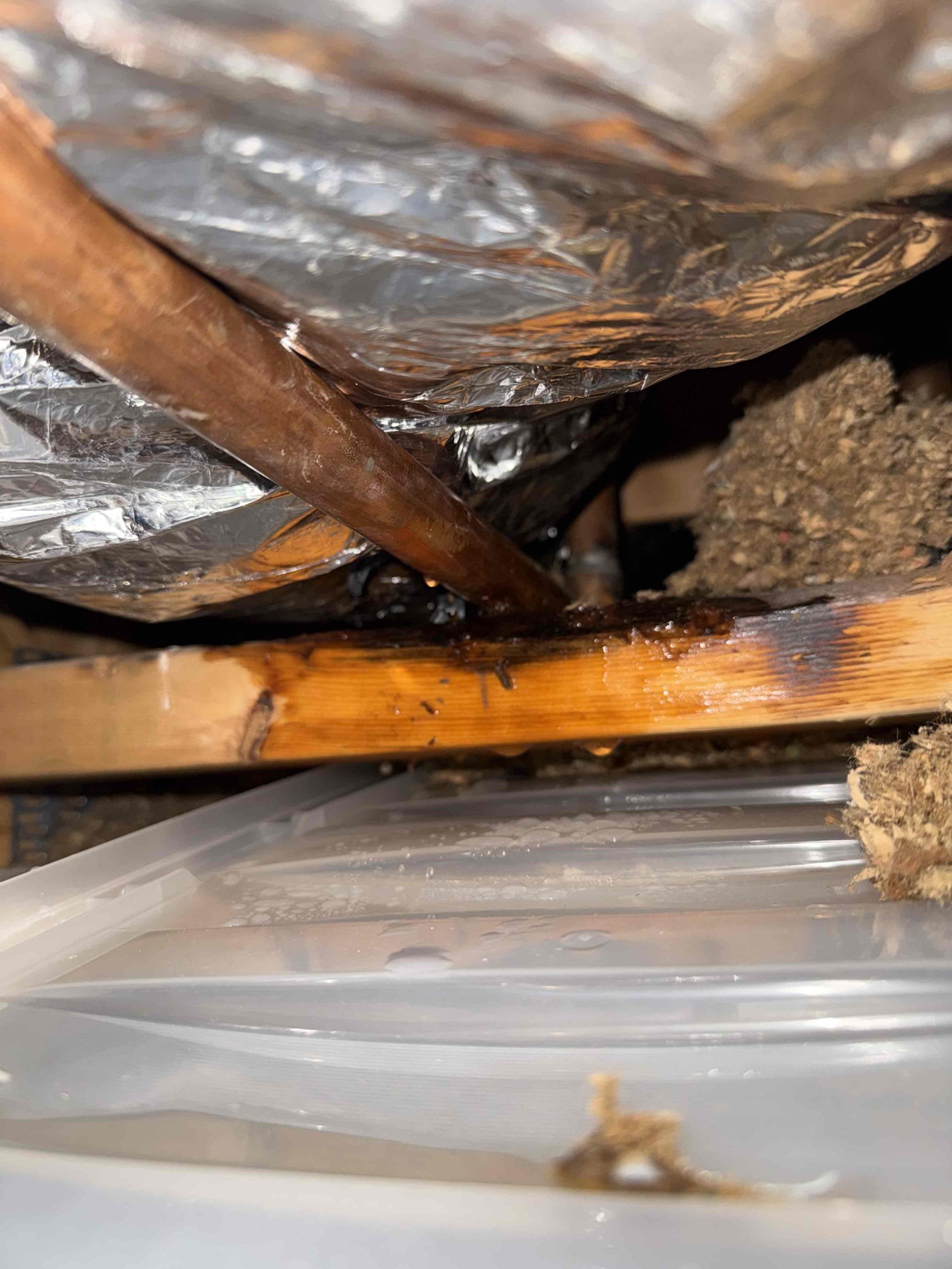3/4 copper line leaking upon arrival. Customer stated he heard the pipe hissing and when he took the strap off of it, it began to drip. Customer has had multiple leaks and knows the best solution is to repipe the house but for now he is just taking the copper out and putting pex back until he is ready for the repipe. Informed customer we could cut out the bad section of copper and replace it with pex. Gave customer estimate, customer approved estimate. Cut out pin hole leak and replace that section of pipe with copper. Turned water back on to check for leaks and found no leaks. Did notice a spot of wood above that copper line that looked wet but did not see any leaks coming from above. No leaks upon departure 