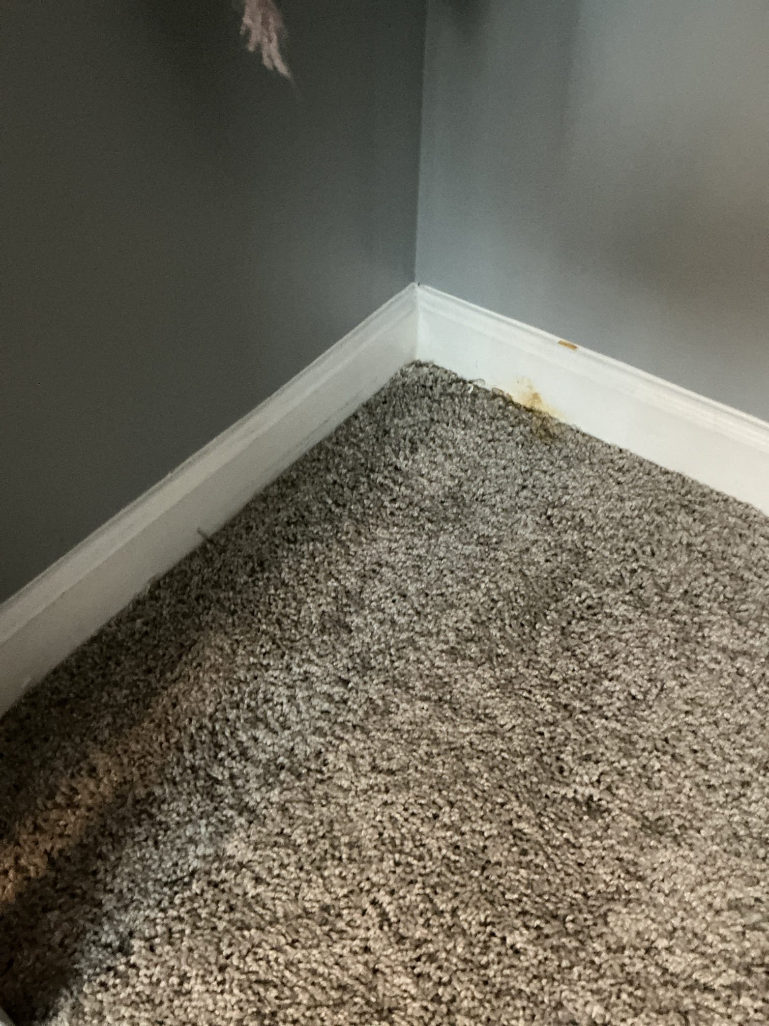 Diagnosed leak in bathroom. Checked lavatory for proper operation. Did not see or notice any leaks and all water and drain lines were dry. Also checked toilet in same bathroom for noise when filling. Toilet is working properly but squealing due to high pressure. Tested pressure in home and pressure is over 120psi also heater is from 2017. Left estimates for replacements of pressure regulator and water heater.