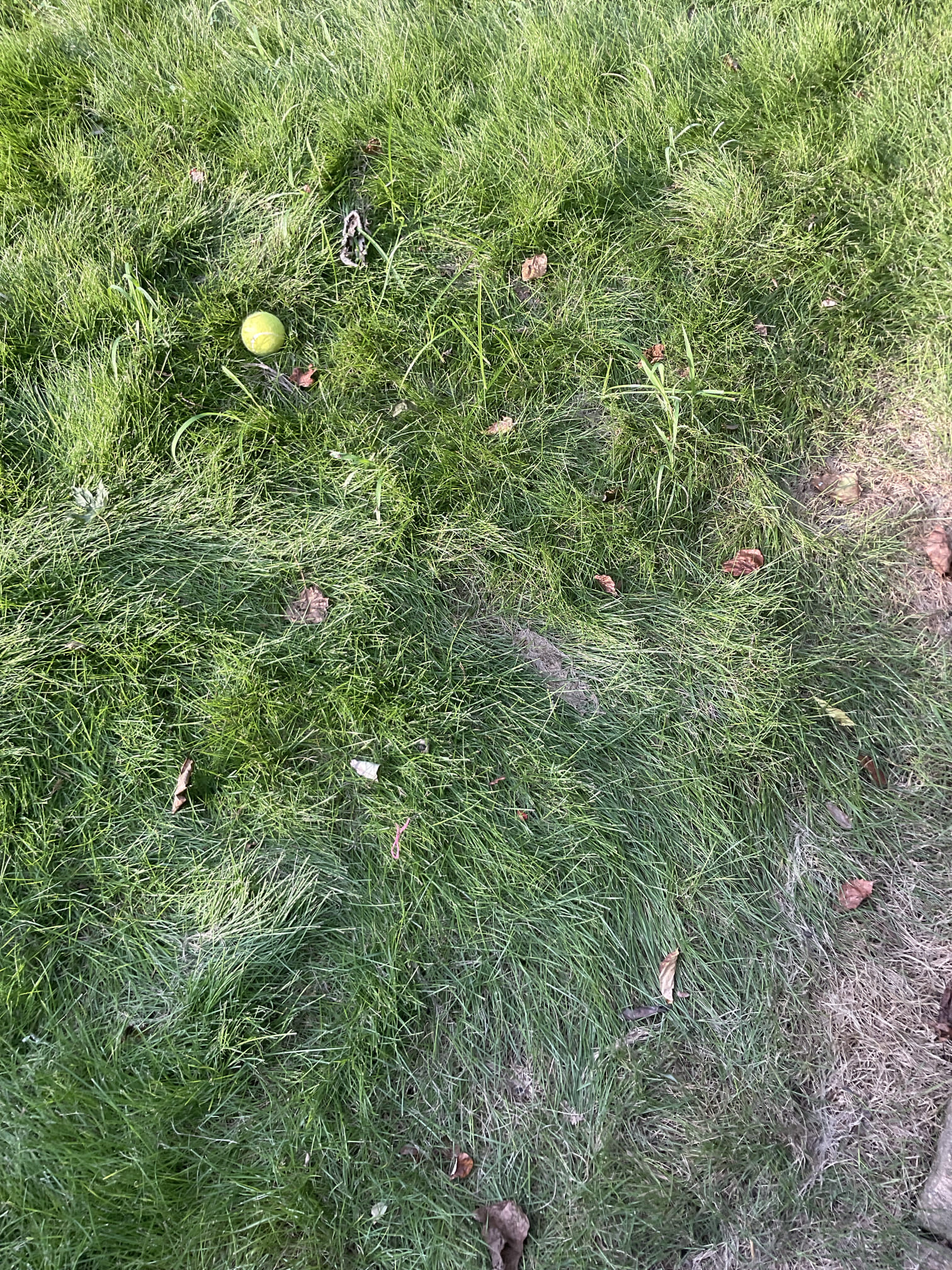 Cleared main line stoppage with chain snake , did camera inspection after line is cleared, found major roots penetration issue about 50 feet from clean out in the back ,showed customer camera image , no warranty 