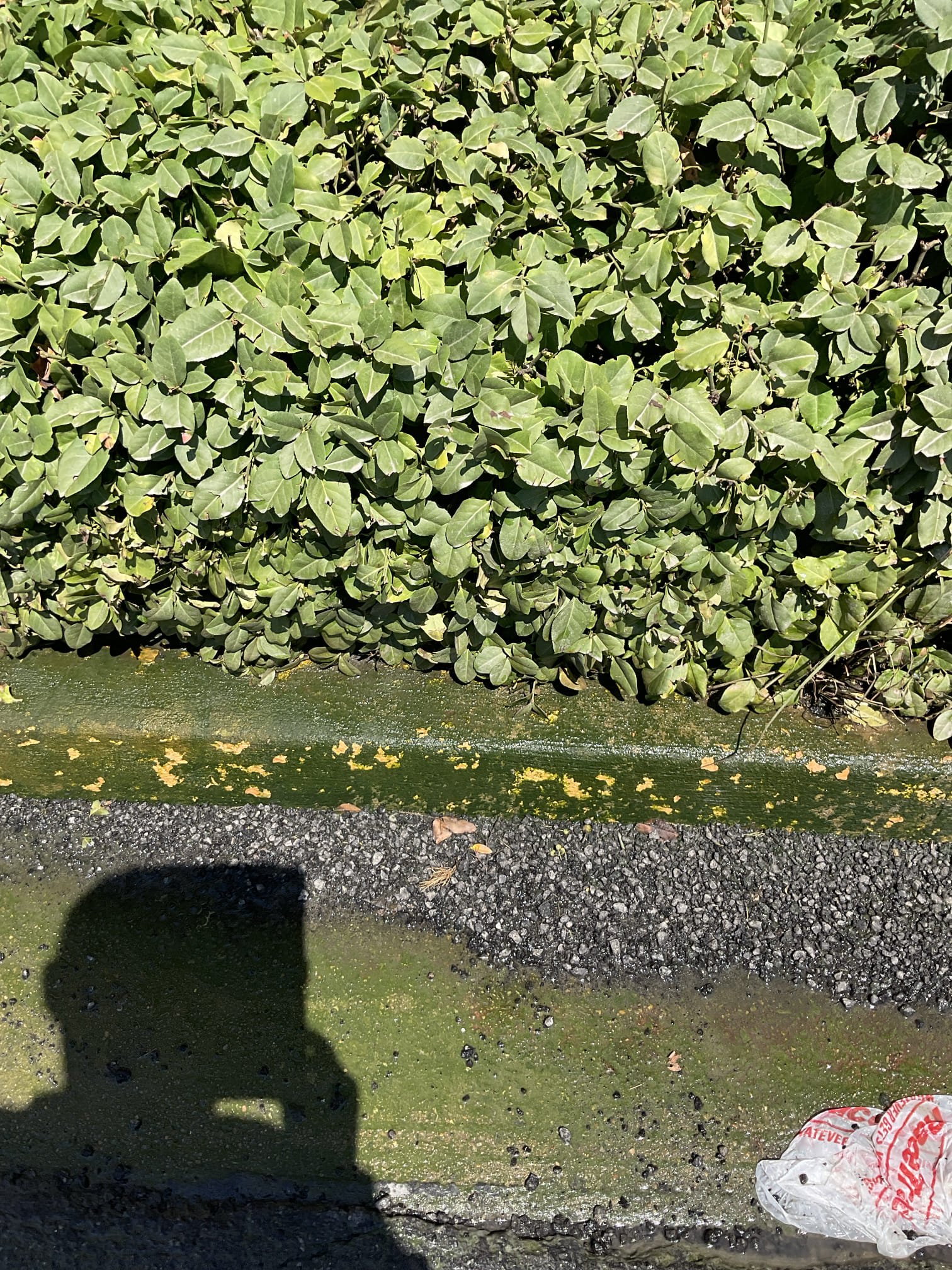 Checked water outside , smell problem , quote sewer repair and jetting work today 