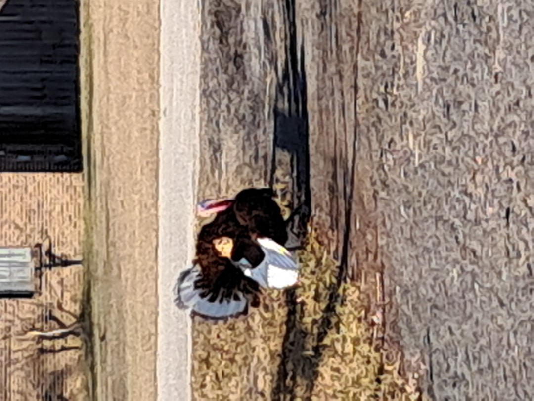 Middleburg, FL - Doing an estimate in Middleburg and I ha have some company. 