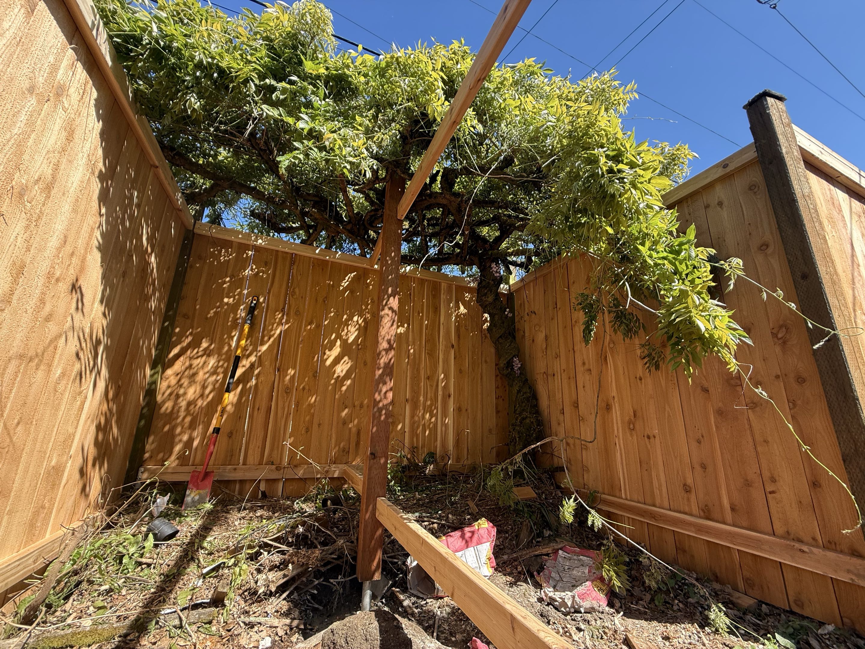 Seattle, WA - Today we’re building around an existing Wisteria in west seattle/Delridge to make sure it has a long life. 