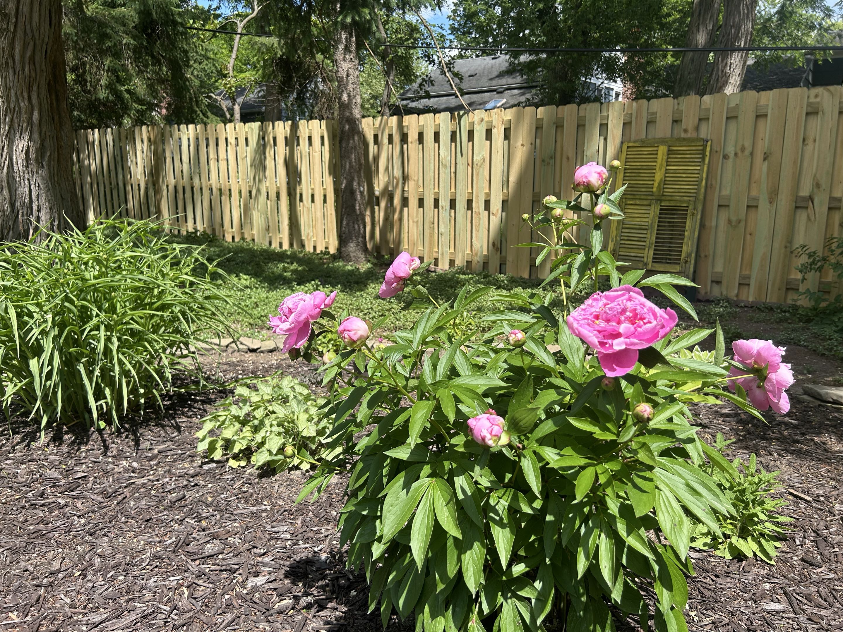 Ann Arbor, MI - Top Rail Fence completed a stunning Wood shadowbox style fence, creating a perfect blend of elegance and functionality. The intricate design allowed natural light to filter through, casting a warm glow on the garden in the morning. The meticulous craftsmanship ensured a seamless integration with the property's aesthetic, enhancing the overall beauty of the outdoor space. The satisfaction of the homeowner was evident, as they marveled at how the fence transformed their garden into a serene retreat.