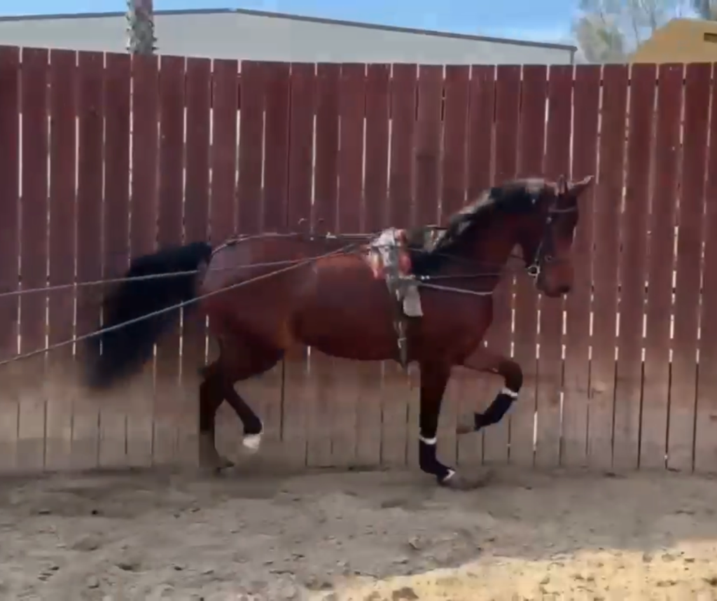 HA INTERNATIONALMODEL