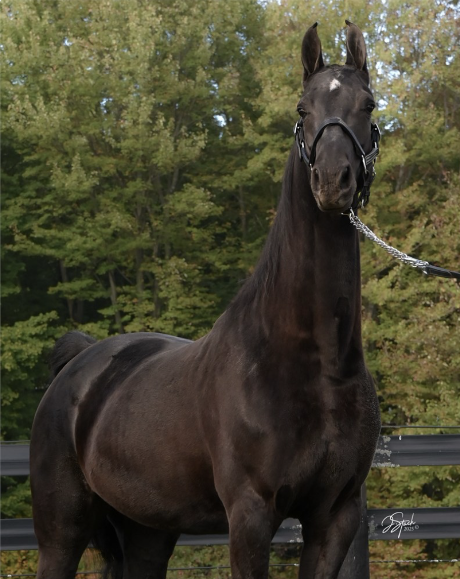 JB JUST SLIP ME A KISS