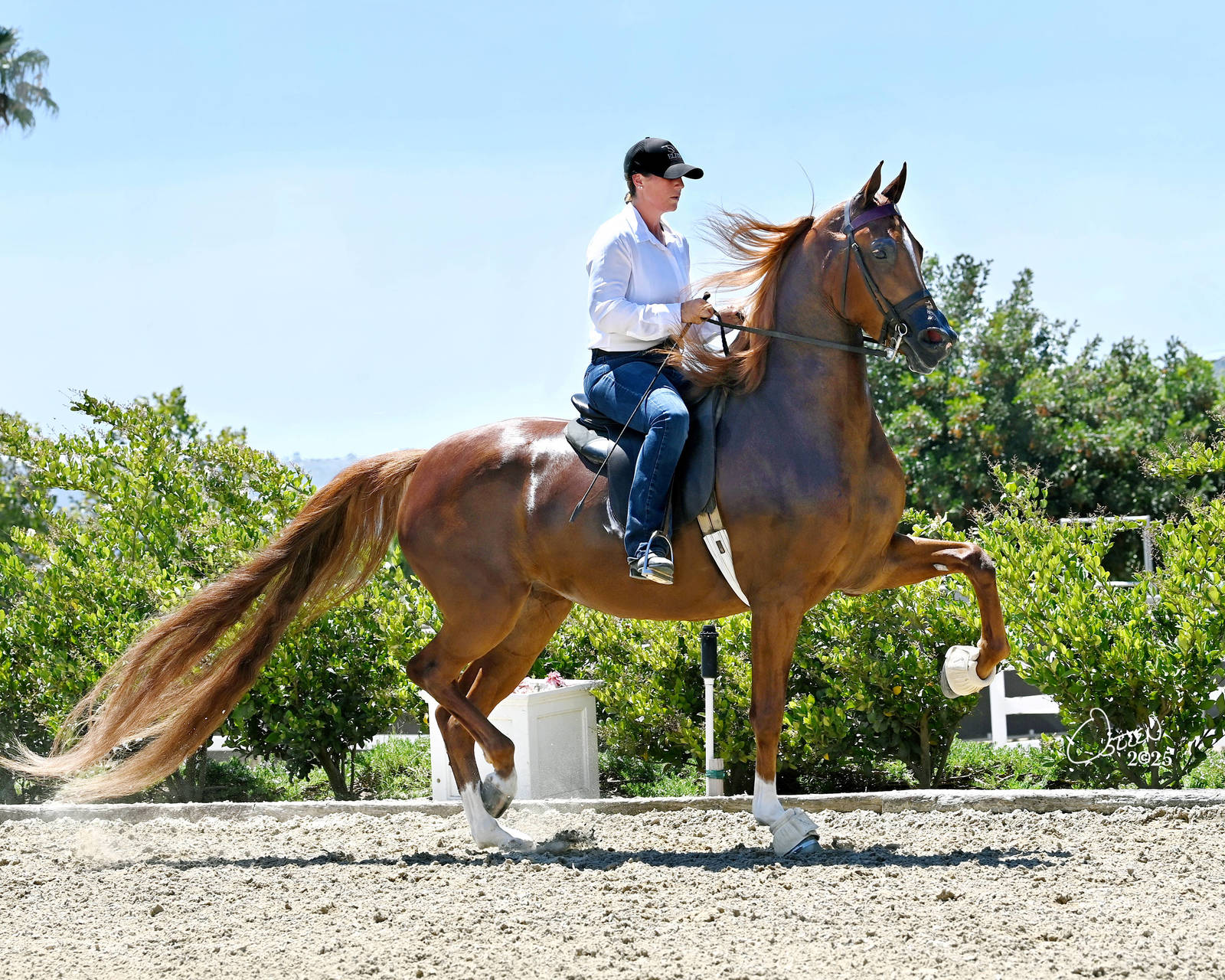 PARDON MY FRENCH NNW