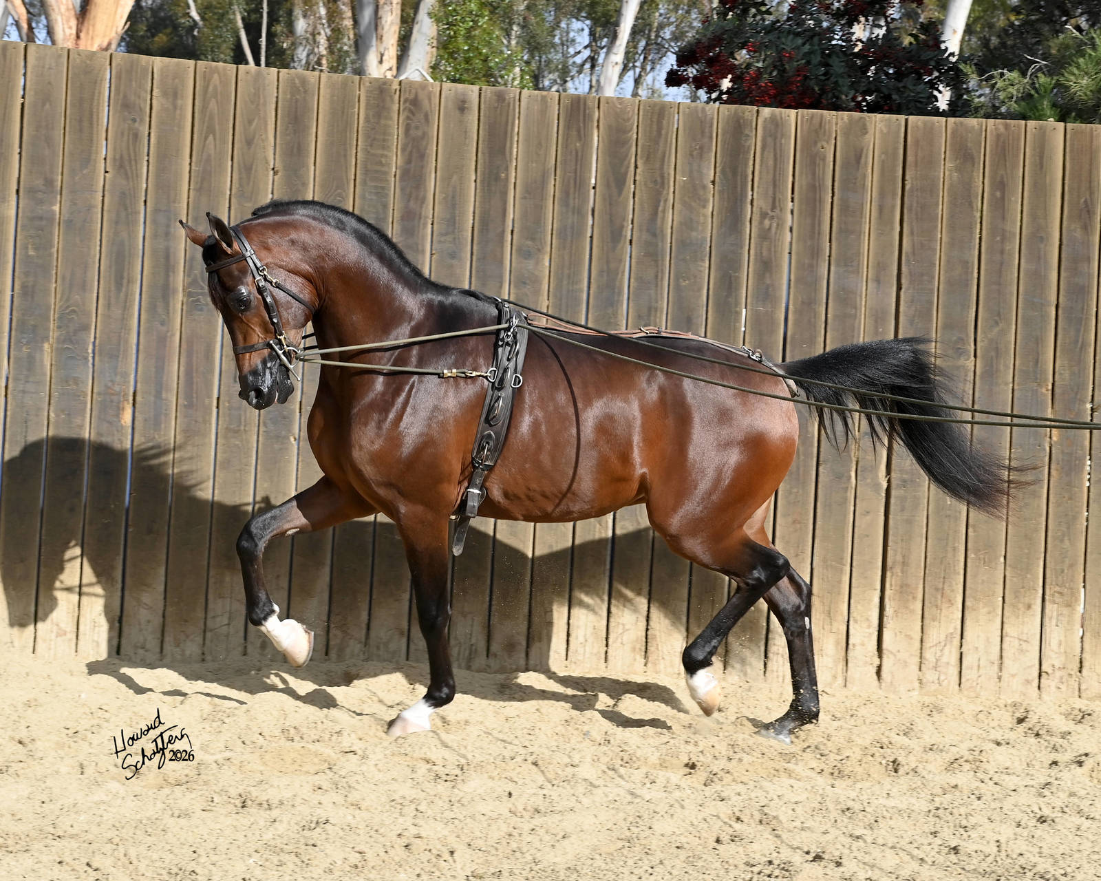 CE CALIFORNIA CLASSIC