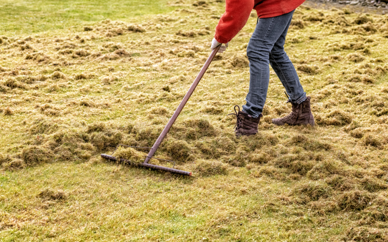 Top 10 Dethatchers 2021