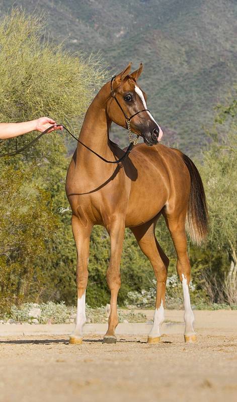 CJC EPIIC’s Valentine