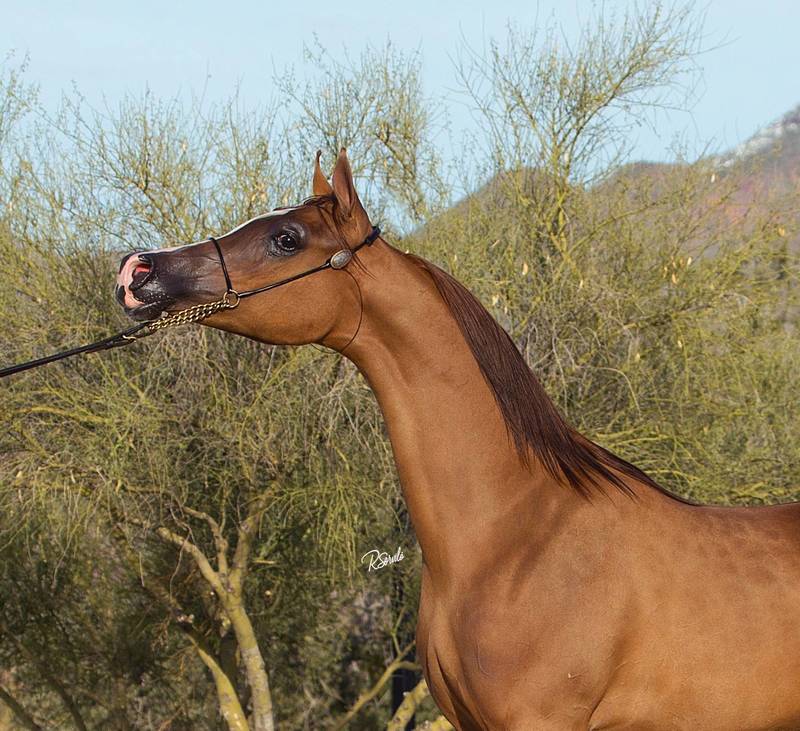 CJC EPIIC’s Valentine