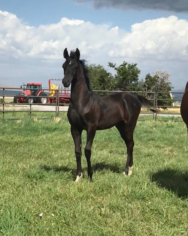 2019 Black colt