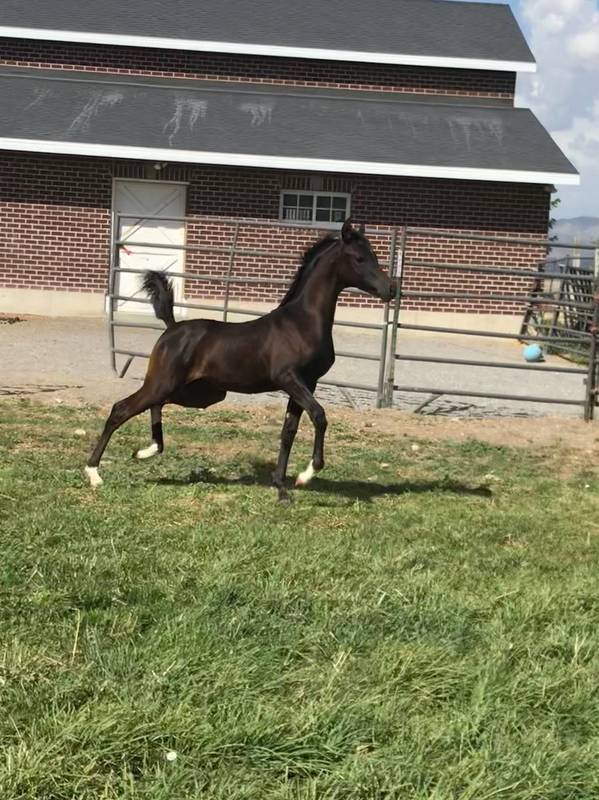 2019 Black colt