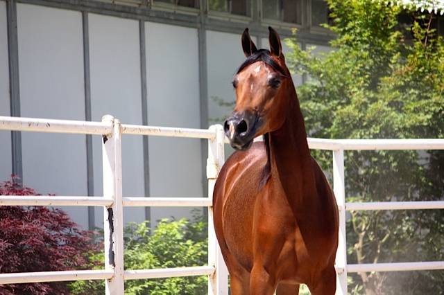 Artistikk Nikita RKA 