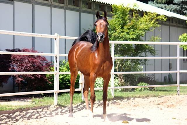 Artistikk Nikita RKA 