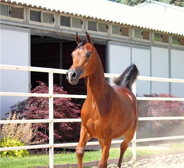 Artistikk Nikita RKA 