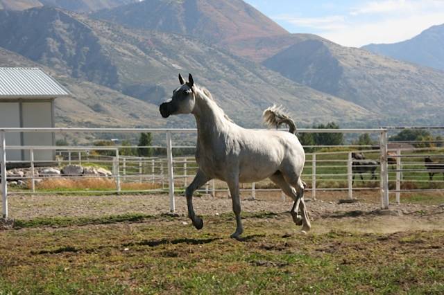 Bluspruce Morningstar