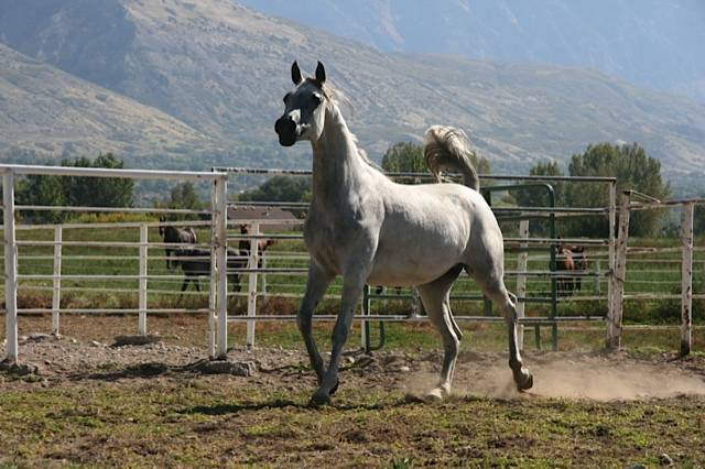 Bluspruce Morningstar