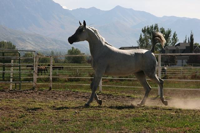 Bluspruce Morningstar