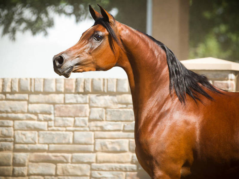 Gazals Psyche Sundae