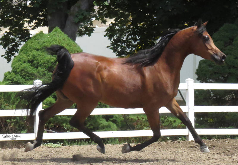 Gazals Psyche Sundae