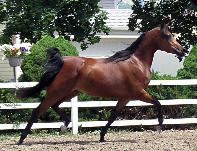 Gazals Psyche Sundae