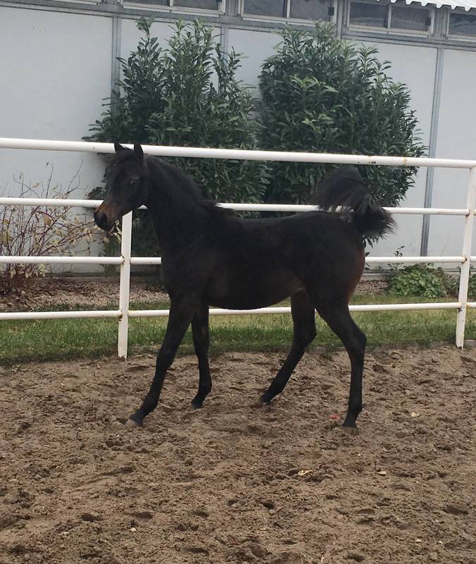 Van Gogh Filly