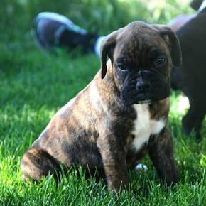 5 weeks old
