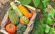 This Veg Fights Lung Problems and More