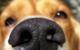 Dogs Help With Depression and Anxiety