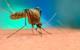Why Mosquitoes Have Preferences
