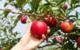 Apples May Offer Dementia Protection