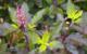 Uses and Benefits of Tulsi or Holy Basil