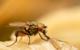 Insect Wings and Antibiotic Surfaces