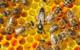 Honeybee Venom and Breast Cancer
