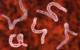 Parasites May Soon Treat MS