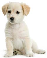 Animal Care Center of Huntington Beach