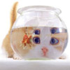 cittykitty