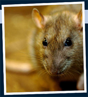 rodents stop