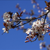 BlossomHealing