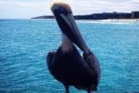 Pelican drones