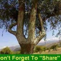 fatima.islam_2