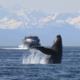 Best Time To Cruise Alaska