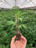 clone connect