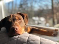 WeLoveYourDog