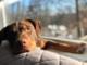 WeLoveYourDog